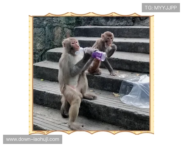 猴：猴子在传统文化中的象征意义与节日习俗